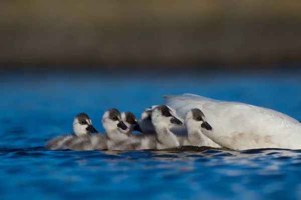 Coscoroba Swan Cygnets Swimming Lagoon Pampa Province Patagonia Argentina — Stock Photo, Image