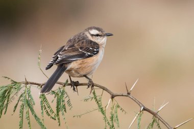 White banded mokingbird, in spinal forest environment , Pampas, Argentina.