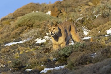 Cougar walking in mountain environment, Torres del Paine National Park, Patagonia, Chile.