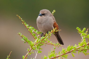 Calden Ormanı 'nda Bay winged Cowbird, La Pampa Eyaleti, Patagonya, Arjantin.