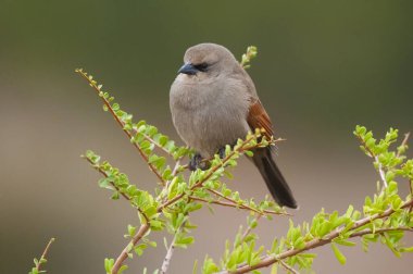 Calden Ormanı 'nda Bay winged Cowbird, La Pampa Eyaleti, Patagonya, Arjantin.