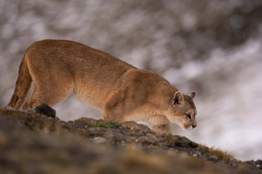 Puma dağda yürüyor, Torres del Paine Ulusal Parkı, Patagonya, Şili.