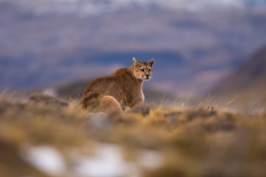 Puma dağda yürüyor, Torres del Paine Ulusal Parkı, Patagonya, Şili.
