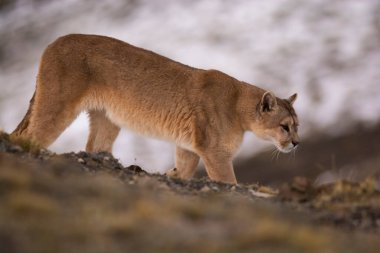 Puma dağda yürüyor, Torres del Paine Ulusal Parkı, Patagonya, Şili.
