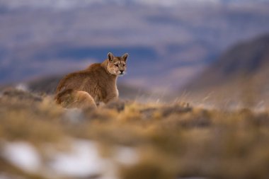 Puma dağda yürüyor, Torres del Paine Ulusal Parkı, Patagonya, Şili.