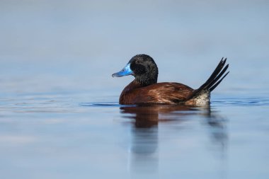 Lake Duck in Pampas Lagoon environment, La Pampa Province, Patagonia , Argentina.