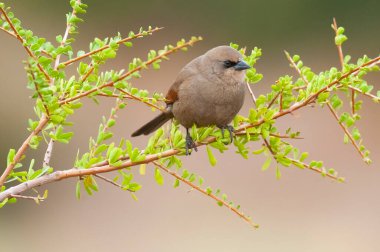 Calden Ormanı 'nda Bay winged Cowbird, La Pampa Eyaleti, Patagonya, Arjantin.