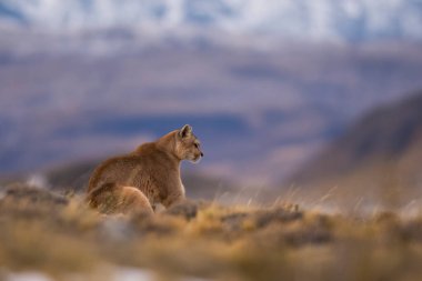 Puma dağda yürüyor, Torres del Paine Ulusal Parkı, Patagonya, Şili.