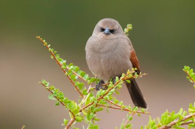 Calden Ormanı 'nda Bay winged Cowbird, La Pampa Eyaleti, Patagonya, Arjantin.