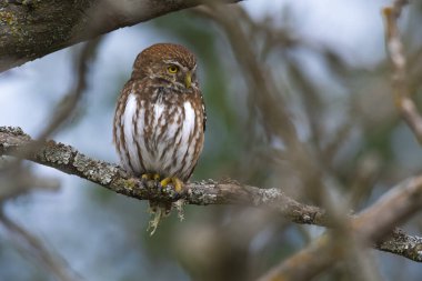 Ferruginous Pygme baykuşu, Glaucidium brasilianum, Calden Ormanı, La Pampa Eyaleti, Patagonya, Arjantin.
