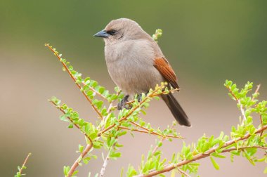 Calden Ormanı 'nda Bay winged Cowbird, La Pampa Eyaleti, Patagonya, Arjantin.