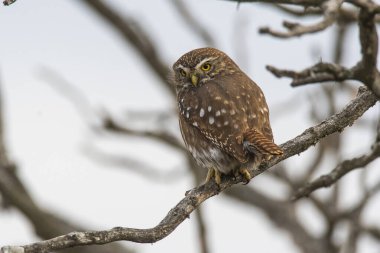 Ferruginous Pygme baykuşu, Glaucidium brasilianum, Calden Ormanı, La Pampa Eyaleti, Patagonya, Arjantin.