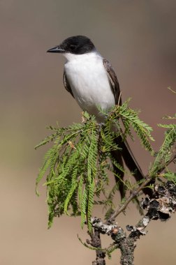 Çatal kuyruklu sinek avcısı La Pampa Eyaleti, Patagonya, Arjantin 'de tünedi..