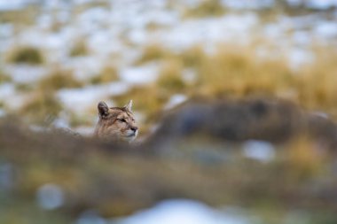 Puma dağda yürüyor, Torres del Paine Ulusal Parkı, Patagonya, Şili.