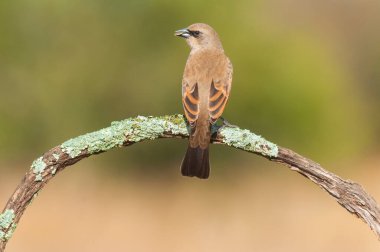 Calden Ormanı 'nda Bay winged Cowbird, La Pampa Eyaleti, Patagonya, Arjantin.