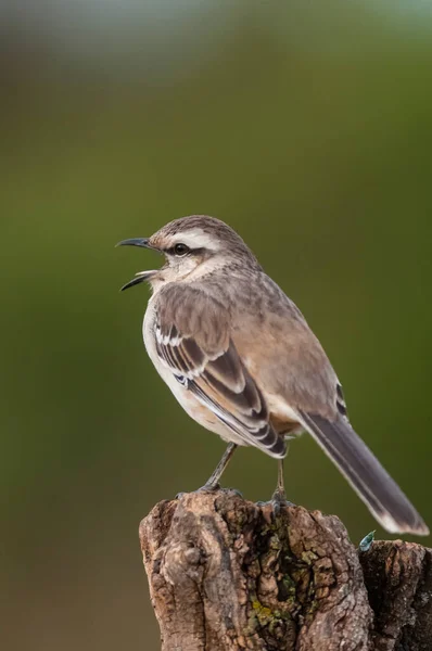 Mokingbird Bandes Blanches Dans Environnement Forêt Calden Forêt Patagonie Argentine — Photo