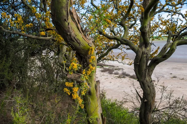 阿根廷La Pampa Calden森林的乔尔树 春天开花 — 图库照片