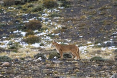 Puma dağda yürüyor, Torres del Paine Ulusal Parkı, Patagonya, Şili.