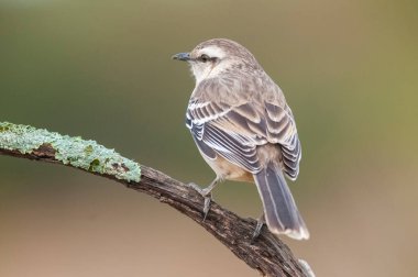 Calden Ormanı 'nda beyaz kuşaklı alaycı kuş, Patagonya Ormanı, Arjantin.
