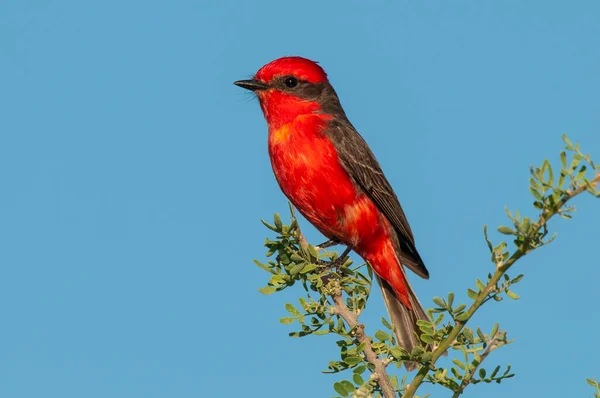 Vermilion Flycatcher Male Perched Pampa Patagonia Argentina — 스톡 사진