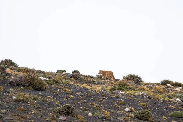 Puma dağda yürüyor, Torres del Paine Ulusal Parkı, Patagonya, Şili.