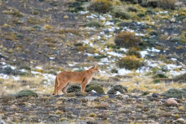 Puma dağda yürüyor, Torres del Paine Ulusal Parkı, Patagonya, Şili.