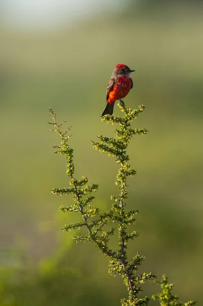 Vermilion Flycatcher Male Perched Pampa Patagonia Argentina — 스톡 사진