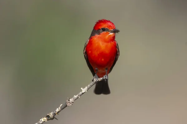 Vermilion Flycatcher Male Perched Pampa Patagonia Argentina — Stockfoto