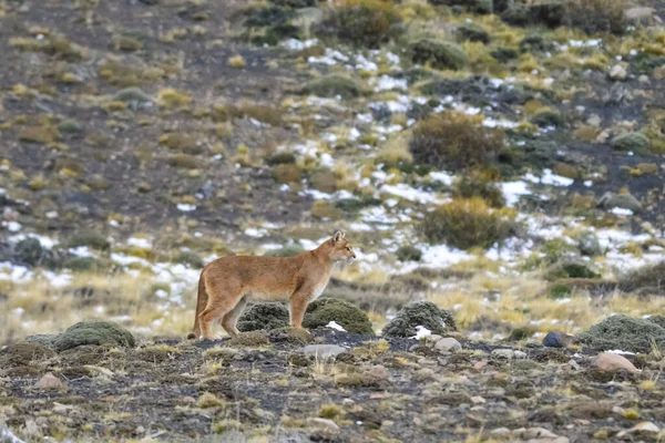 Caminata Puma Ambiente Montañoso Parque Nacional Torres Del Paine Patagonia —  Fotos de Stock