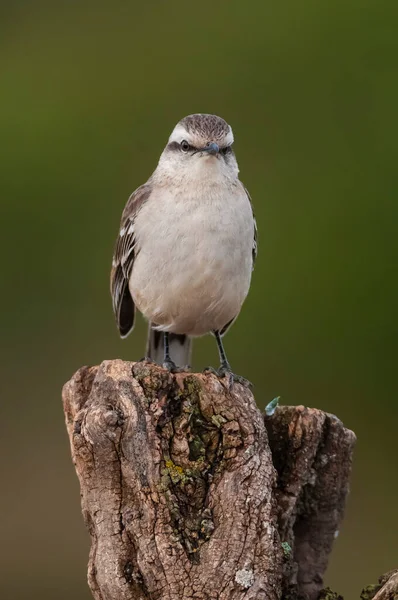 Λευκό Mokingbird Περιβάλλον Δάσους Calden Δάσος Παταγονίας Αργεντινή — Φωτογραφία Αρχείου