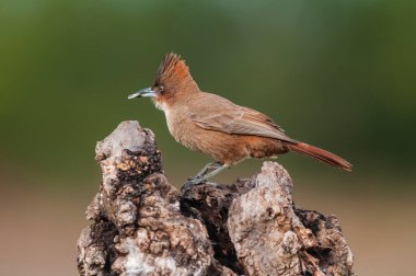 Kahverengi kacholote, Pampas Ormanı, La Pampa Bölgesi, Patagonya, Arjantin