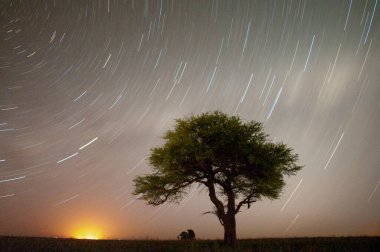 Gün batımında La Pampa 'da yalnız ağaç, Patagonya, Arjantin