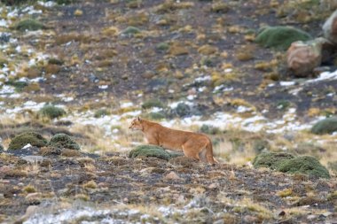 Puma dağda yürüyor, Torres del Paine Ulusal Parkı, Patagonya, Şili.