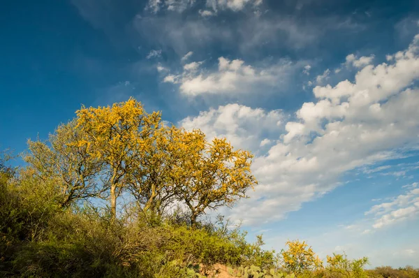 Chaar Tree Calden Forest Floresceu Primavera Pampa Argentina — Fotografia de Stock