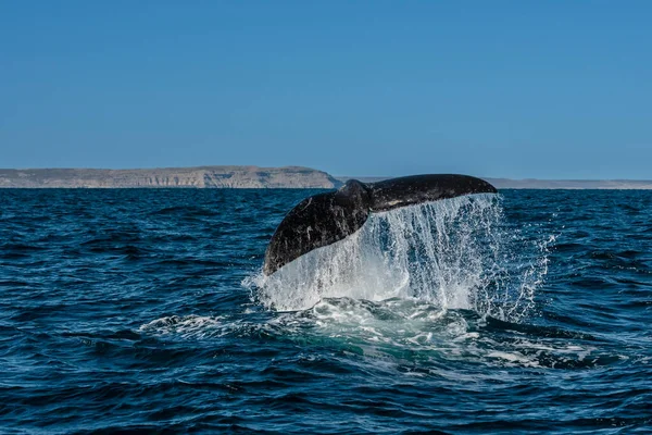 Sofutern Δεξιά Ουρά Φάλαινας Απειλούμενα Είδη Παταγονία Αργεντινή — Φωτογραφία Αρχείου