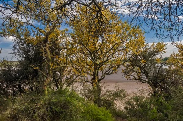 Chaar Träd Calden Skogen Blommade Ren Pampa Argentina — Stockfoto