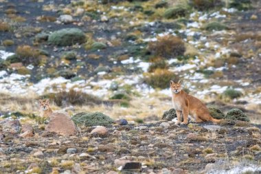 Puma dağda yürüyor, Torres del Paine Ulusal Parkı, Patagonya, Şili.