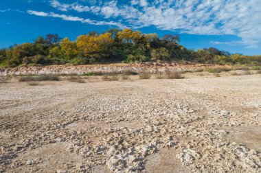 Calden ormanındaki Chaar ağaçları, baharda çiçek açtı, La Pampa, Arjantin