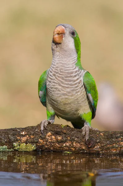 Parakeet Empoleirado Ramo Calden Pampa Patagônia Argentina — Fotografia de Stock