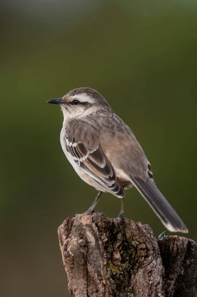 Mokingbird Bandes Blanches Dans Environnement Forêt Calden Forêt Patagonie Argentine — Photo