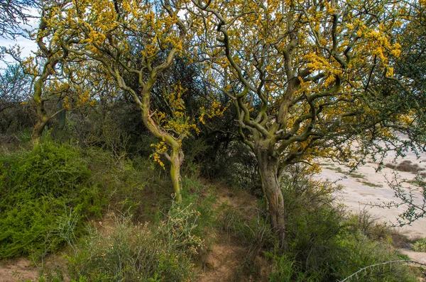Calden Ormanındaki Chaar Ağaçları Baharda Çiçek Açtı Pampa Arjantin — Stok fotoğraf