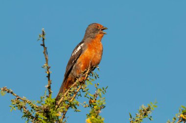 Beyaz uçlu santral, Phytotoma rutila, La Pampa, Arjantin