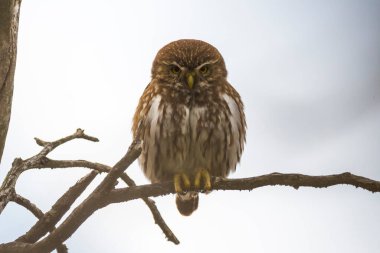 Ferruginous Pygme baykuşu, Glaucidium brasilianum, Calden Ormanı, La Pampa Eyaleti, Patagonya, Arjantin.