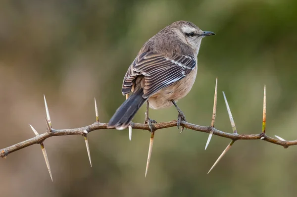 Mokingbird Banda Blanca Entorno Del Bosque Calden Bosque Patagonia Argentina —  Fotos de Stock