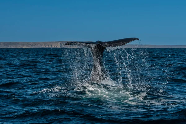 Sohutern Queue Baleine Noire Espèces Menacées Patagonie Argentine — Photo