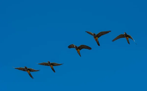 Попугай Burrowing Полете Pampa Province Патагония Аргентина — стоковое фото
