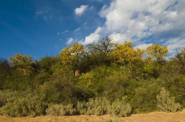 Деревья Лесу Кальден Цветущие Весной Пампа Аргентина — стоковое фото