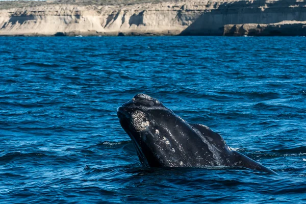 Baleine Noire Sohutern Respirant Péninsule Valdes Patagonie Argentine — Photo