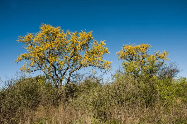 Chaar Träd Calden Skogen Blommade Ren Pampa Argentina — Stockfoto
