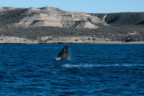 Sohutern Right Whale Jumping Peninsula Valdes Patagonia Argentina — Stock Photo, Image